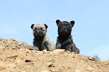 CAIRN TERRIER 168